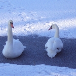 Nowakowska Stańko Joanna_Jezioro Długie