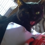 WP_20150528_14_18_42_Pro